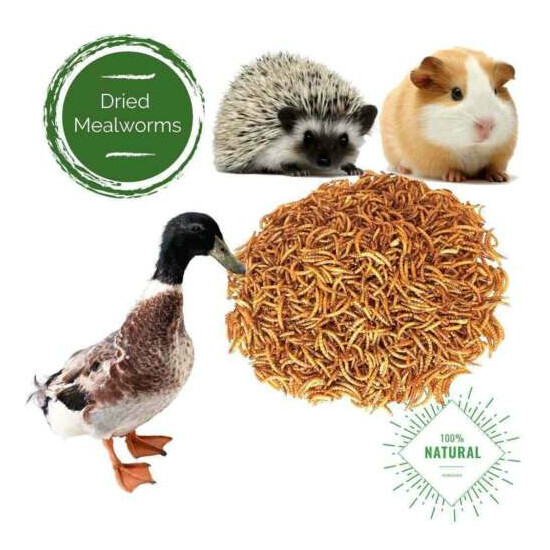 22lbs Bulk Dried Mealworms NON GMO Chicken Hen Treats Duck Organic Feed Birds image {7}