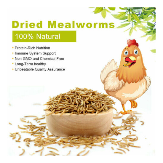 Natural Dried Mealworms 10oz Protein Bulk Food for Chicken Fish Turtles Birds US image {8}