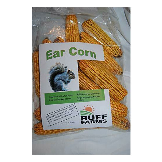 Squirrel Food Corn on the Cob Dried Corn Cobs for Squirrels Feed Feeder 12 lbs image {1}