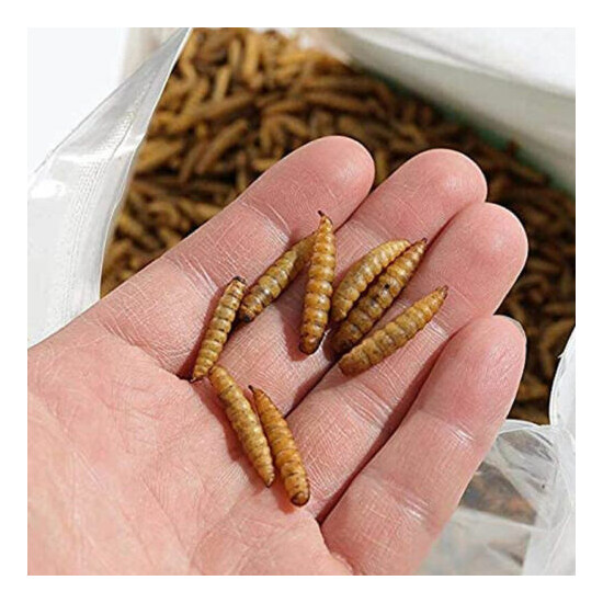 30LB Dried Mealworms 100%Natural Non-GMO Dried - High-Protein,Fit Birds Chickens image {2}