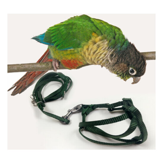 Crown Adjustable Parrot Bird Harness Leash Multicolor Light Soft Fashion image {1}