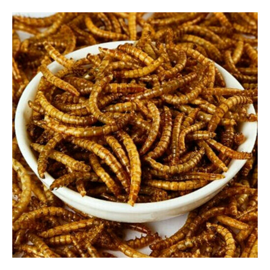 44lbs Non-GMO Dried Mealworms for Birds Chickens Hamster Fish Reptile Turtles US image {6}