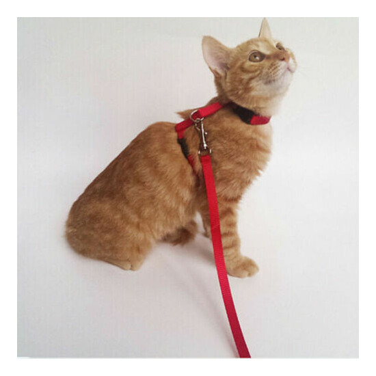 Collar Walking Belt Puppy Lead Dog Cat Kitten Rabbit Adjustable Safety Strap Har image {1}