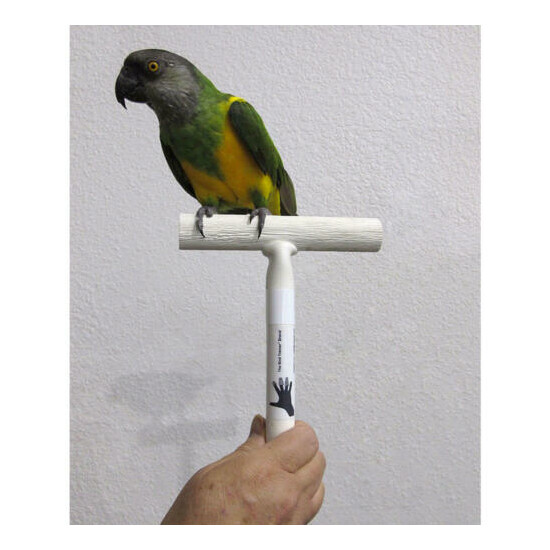The Bird Trainer T-Perch - Portable T-Perch - For most Companion Birds/Parrots  image {4}