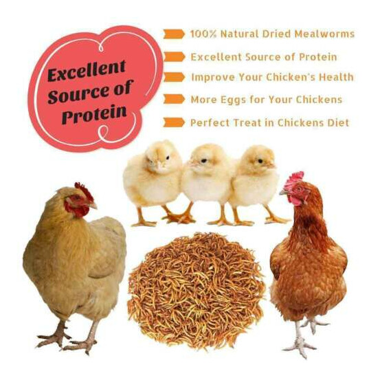 22lbs Bulk Dried Mealworms NON GMO Chicken Hen Treats Duck Organic Feed Birds image {4}