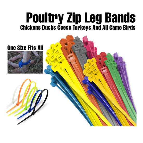 100pcs Zip Leg Bands Mix Colors for Poultry Chick Chickens Ducks Geese Turkeys image {1}