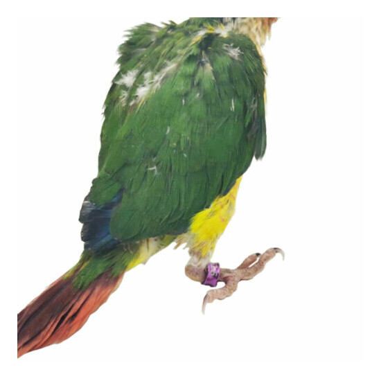 50X 3~8mm Aluminium alloy Closed-loop Bird Leg Bands Parrot Canary Color-random image {2}