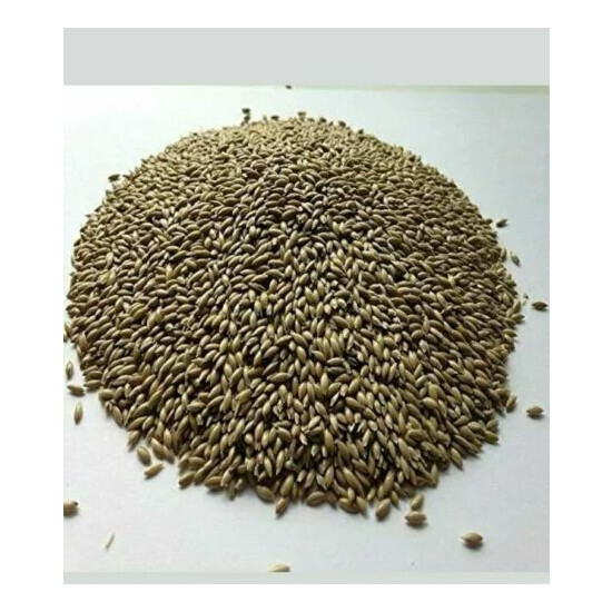 Alpiste Canary Seed 5 Lbs. -Clean and Fresh  image {4}