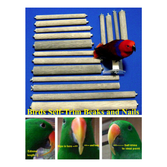 BEST PARROT BIRD CAGE PERCH 1" x 6 " bark-textured stone files nails/beak image {1}