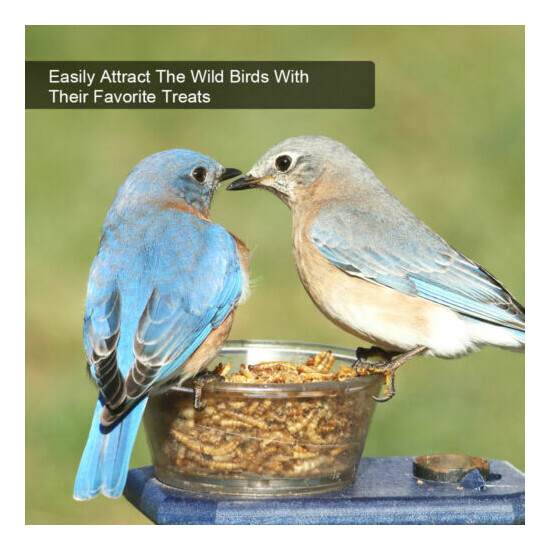11 LBS Dried Mealworms Bulk High Protein Food Chicken Bird Duck Bluebirds Snack image {4}