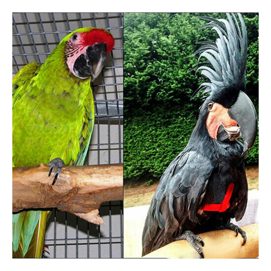 Bird Harness Adjustable Parrot Leash Bird Rope Anti Bite for All Kinds of Par-dr image {4}