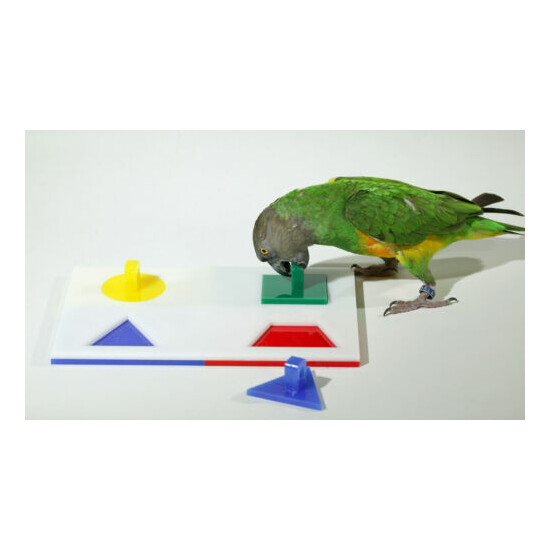 Birdie Puzzle - Medium 4 Shape Puzzle Trick Toy for Parrot - Free Shipping image {3}