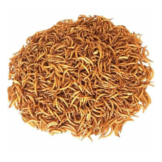 11lbs Non-GMO Dried Mealworms for Birds Chickens Hamster Fish Reptile Turtles image {8}