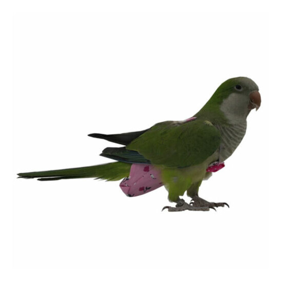 Bird Parrots Diapers Cockatiel Pigeon Nappy Pet Birds Flight Clothes Comfy Set image {4}