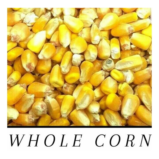 Whole Raw/Re-CLEANED Corn Animal Feed or Arts & Crafts Choose Size RESEALABLE image {1}